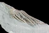 Crinoid (Macrocrinus) Fossil - Crawfordsville, Indiana #99936-2